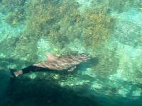 dolphin 13 